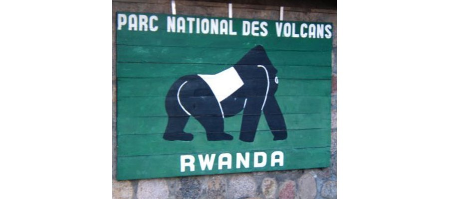 Image:Une visite aux gorilles